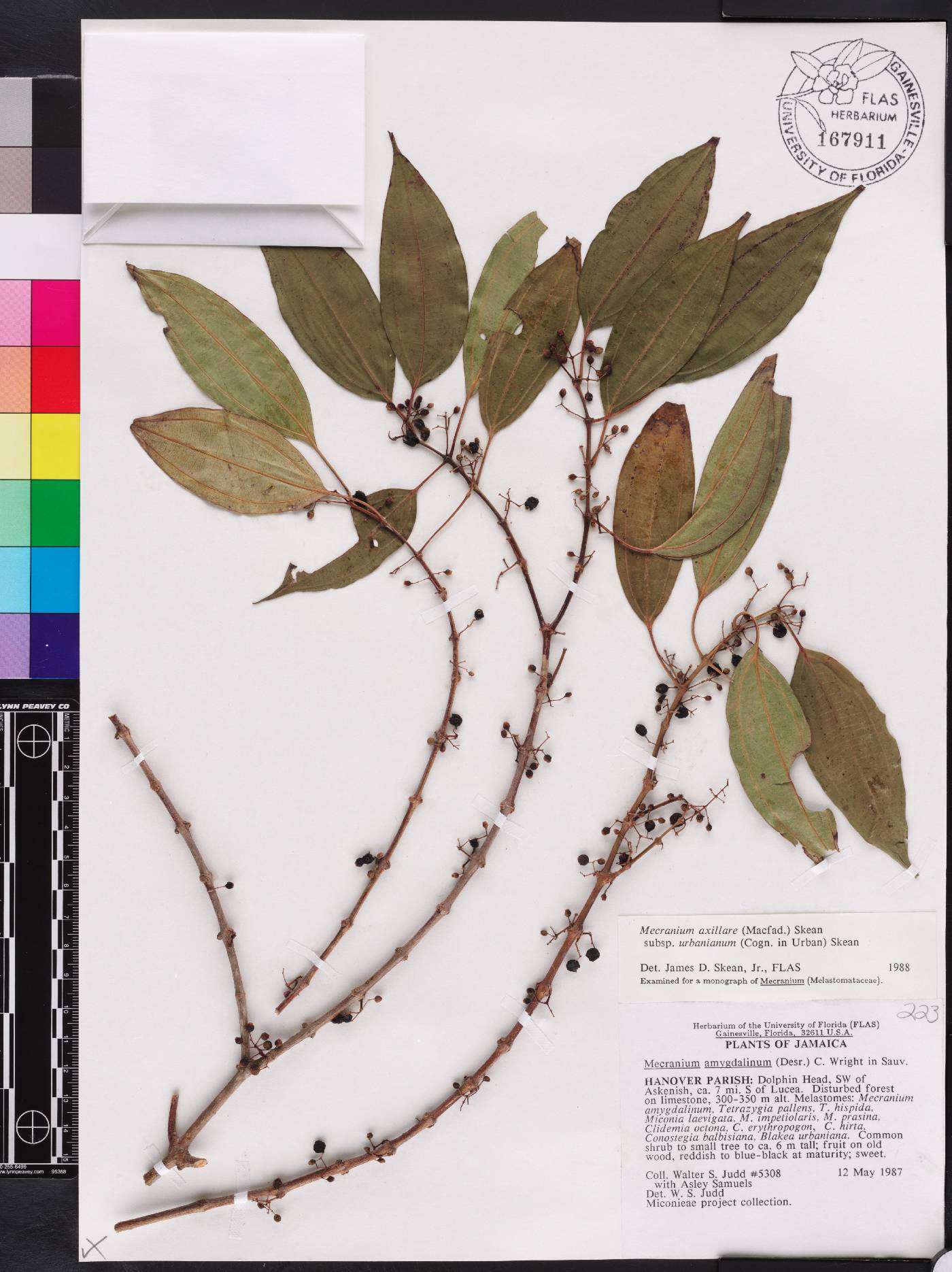 Miconia axillaris subsp. urbaniana image