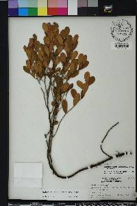 Gaylussacia dumosa image