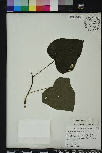 Menispermum canadense image