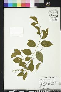 Prunus mexicana image