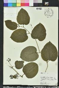 Smilax tamnoides image