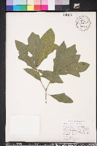 Quercus durandii image