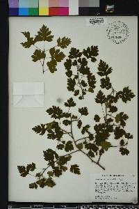 Crataegus marshallii image