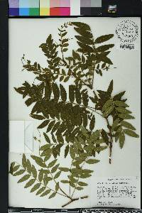 Gleditsia aquatica image