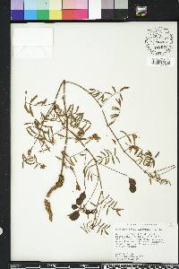 Neptunia pubescens image