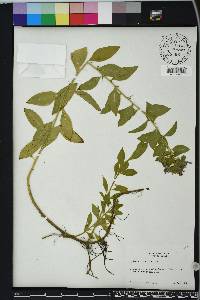 Hydrolea ovata image