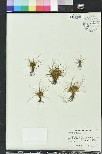 Cyperus cuspidatus image