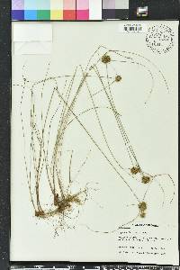 Cyperus filiculmis image