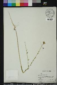 Warea sessilifolia image