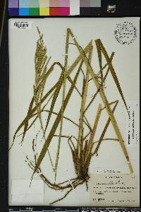 Paspalum urvillei image