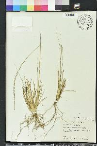 Sporobolus indicus image