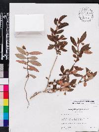 Media resource of Fieldia australiana