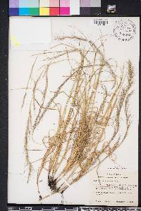 Aristida purpurascens image