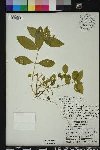 Stellaria pubera image