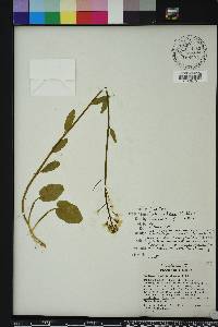 Cardamine bulbosa image