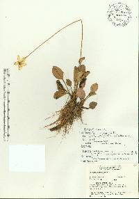 Parnassia grandifolia image