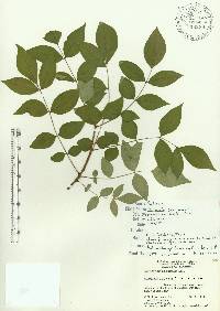 Zanthoxylum americanum image