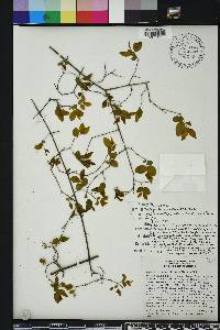 Sageretia minutiflora image