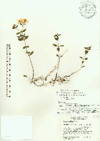 Rhexia parviflora image