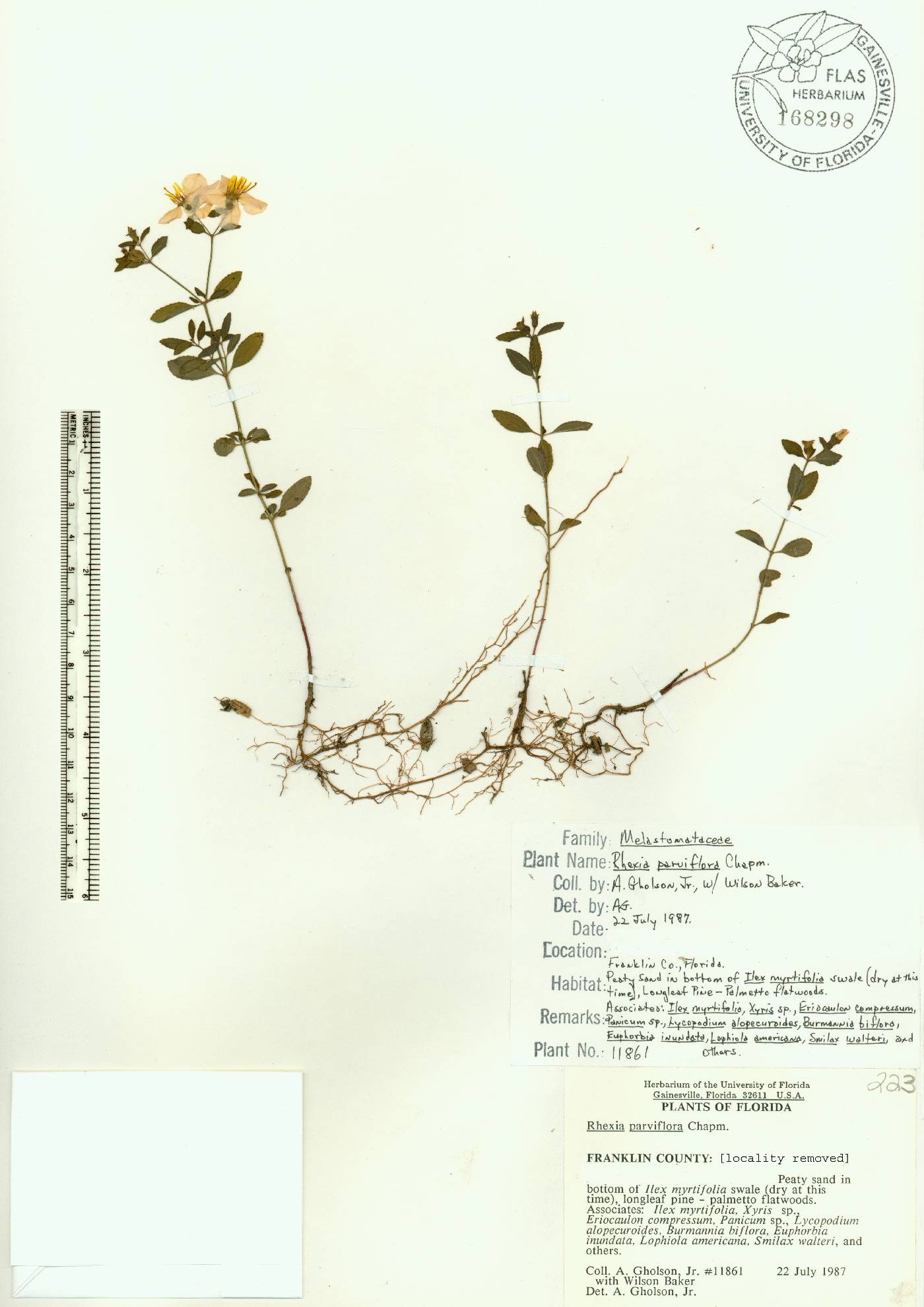 Rhexia parviflora image