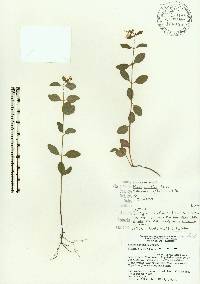 Rhexia parviflora image