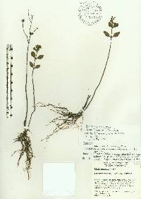 Rhexia parviflora image