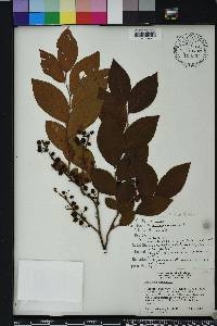 Vaccinium fuscatum image