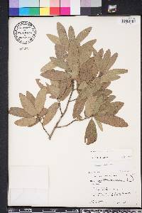 Quercus incana image