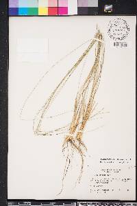 Aristida stricta image