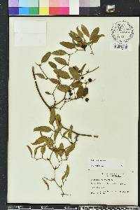 Smilax auriculata image