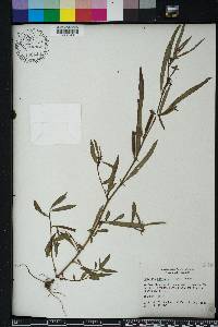 Ludwigia octovalvis image