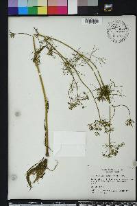 Ptilimnium capillaceum image