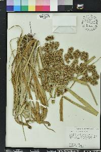 Cyperus virens image