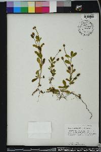 Phyla nodiflora image