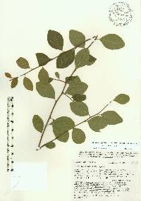 Sideroxylon thornei image