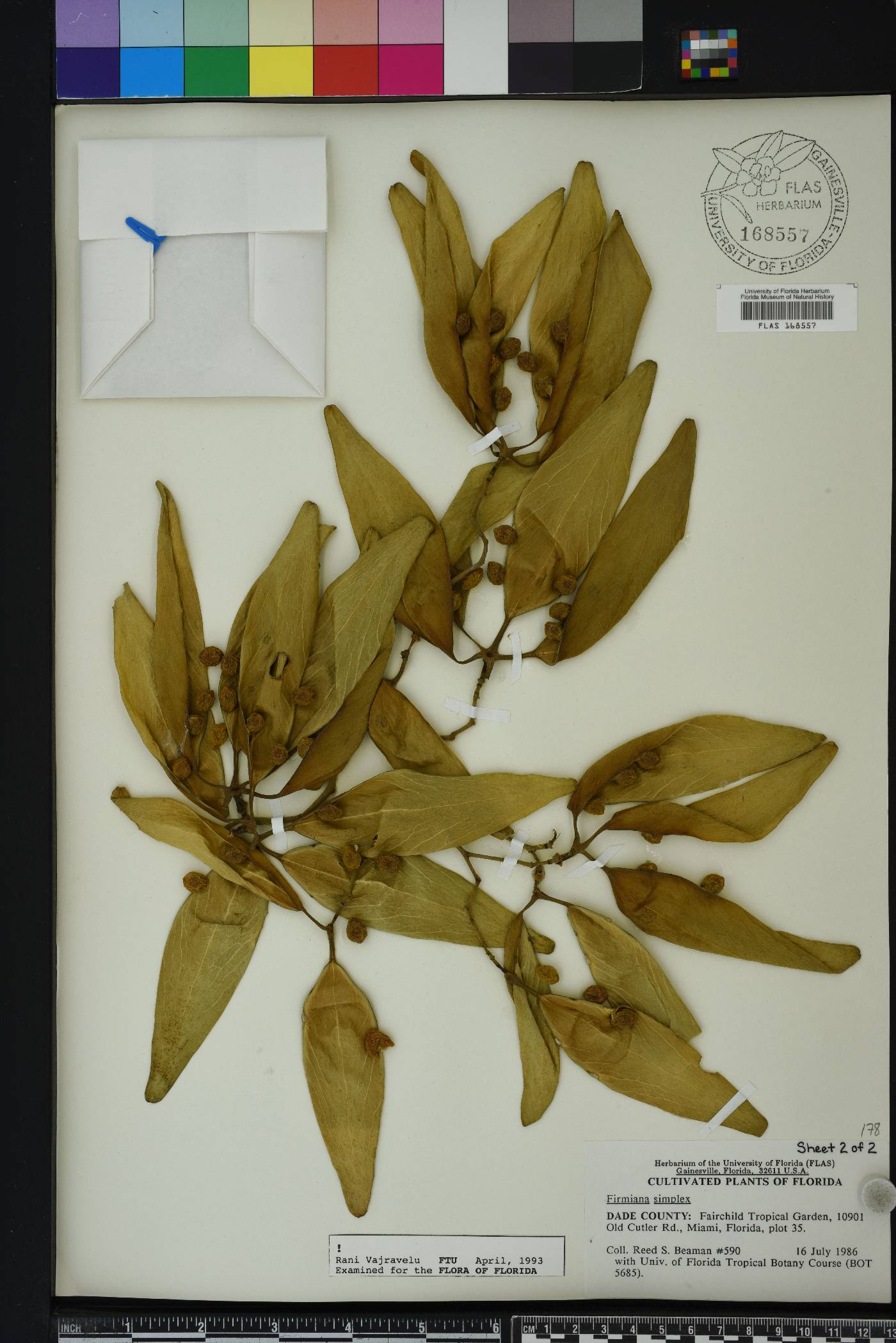 Firmiana simplex image