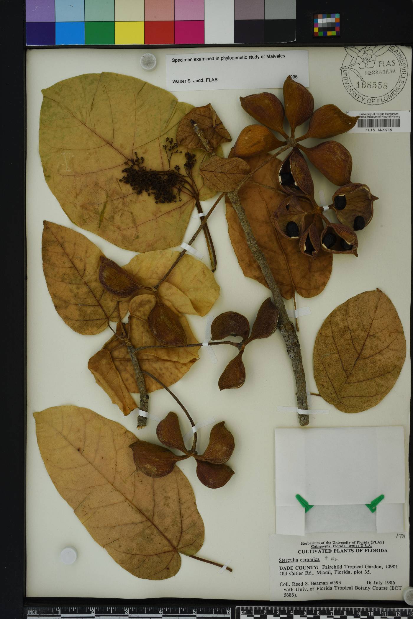 Sterculia ceramica image