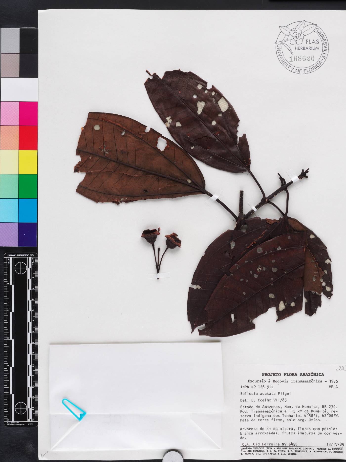 Bellucia acutata image