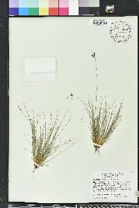 Bulbostylis ciliatifolia image