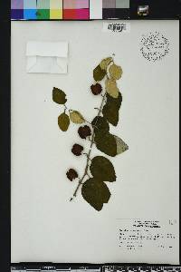 Sageretia minutiflora image