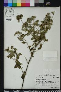 Pycnanthemum albescens image