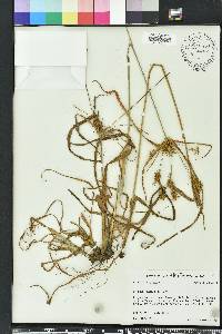 Cyperus plukenetii image