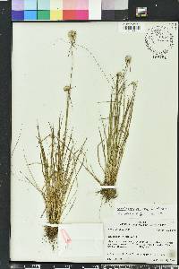 Rhynchospora colorata image