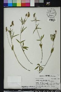 Orbexilum pedunculatum image