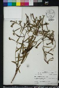 Ludwigia octovalvis image
