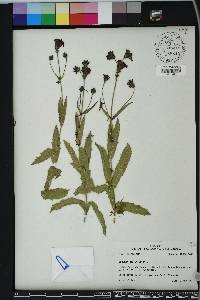 Verbena rigida image