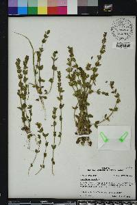 Scutellaria parvula image