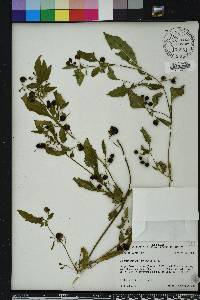 Solanum americanum image