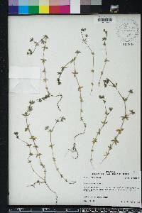 Sherardia arvensis image