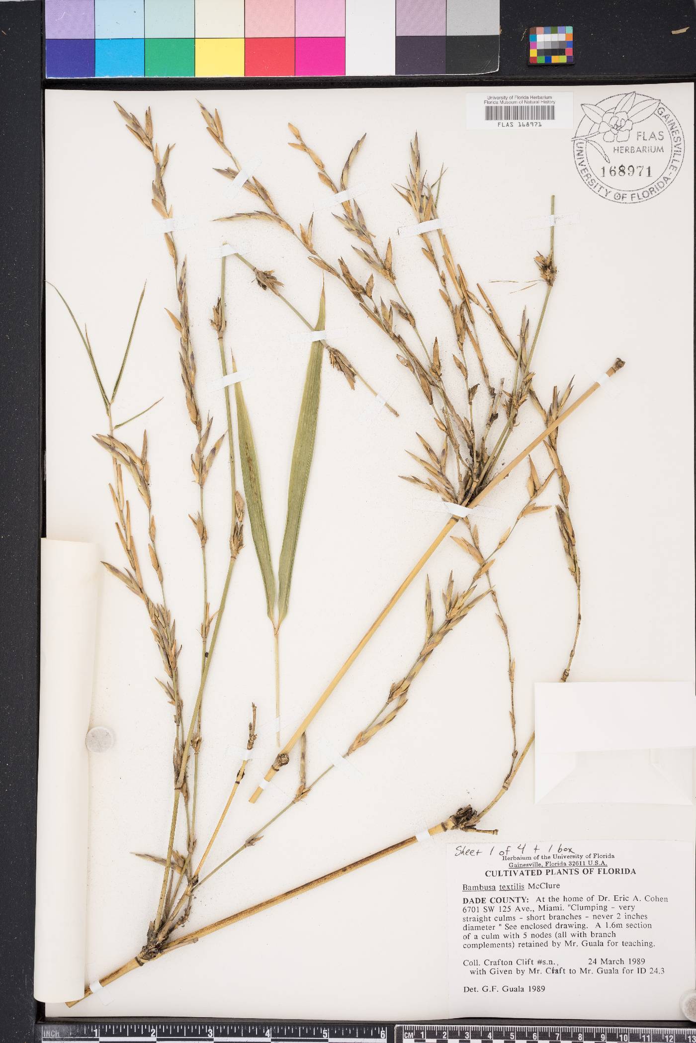 Bambusa textilis image